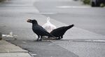 karasu.jpg